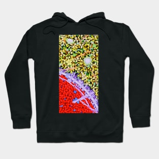 Red blood cell, artwork (P242/0369) Hoodie